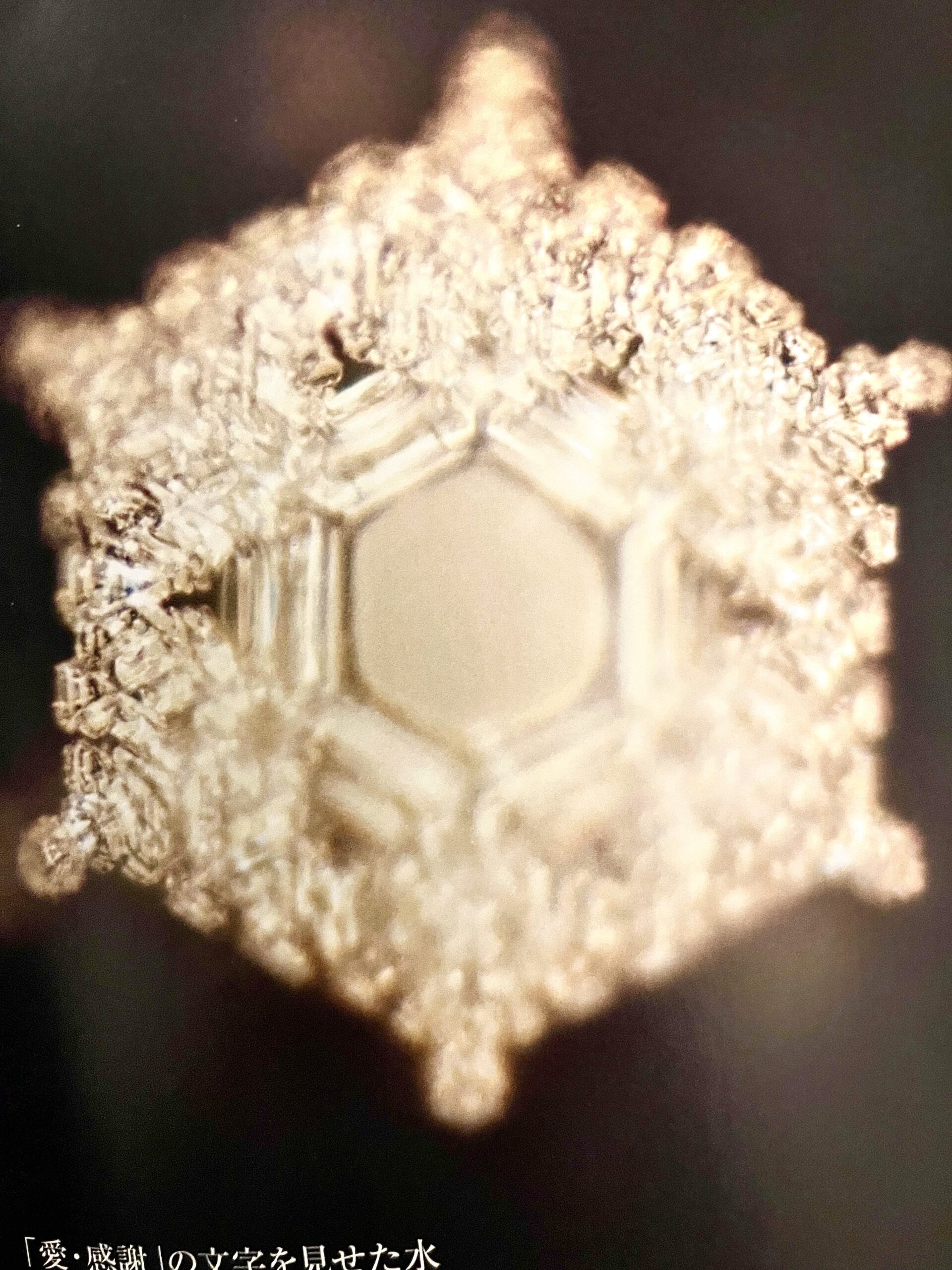 「科学とスピリチュアリティーの融合」と「イルカ達のための祈り」 | flowerbed.earth フラワーベッドアース